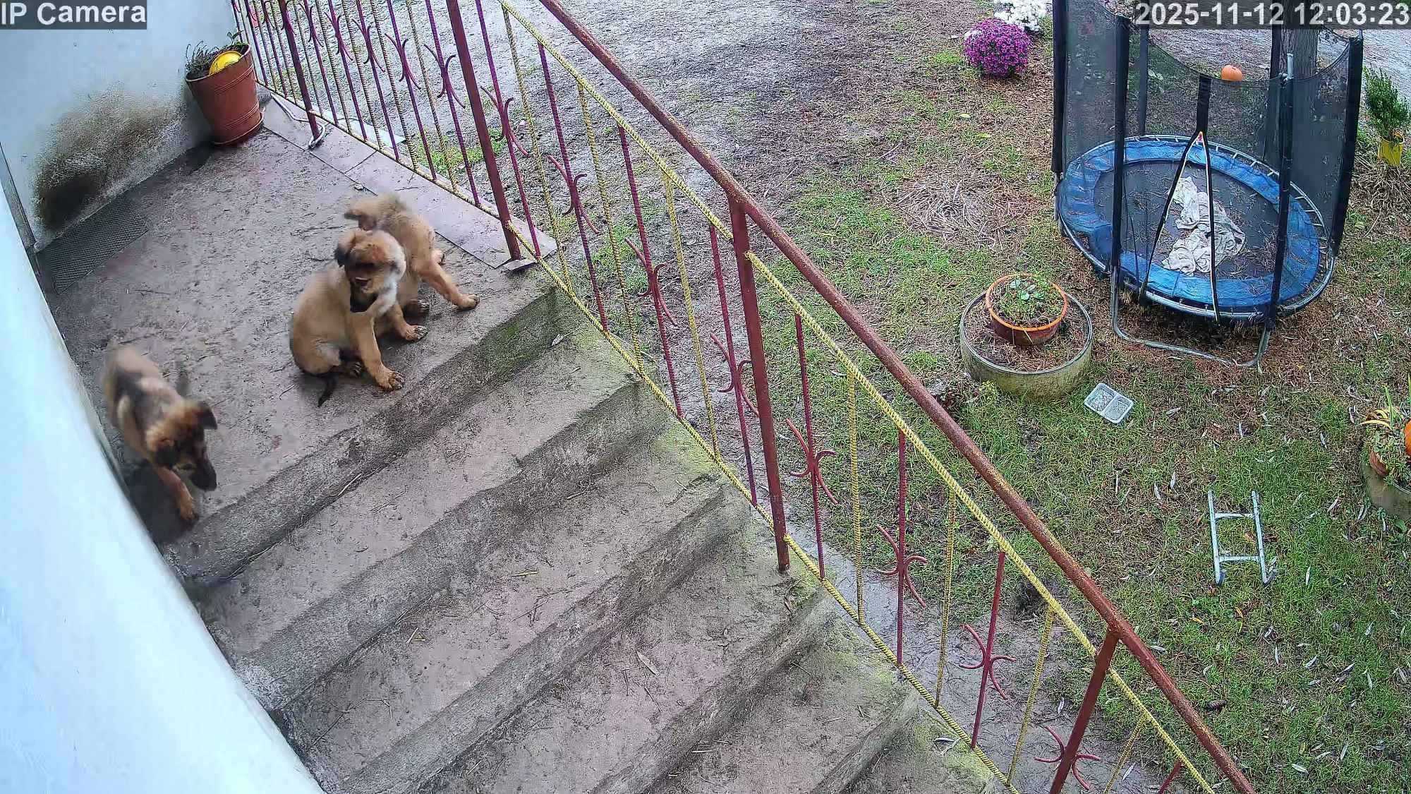 Owczarek niemiecki Sieprawice - zdjęcie 1