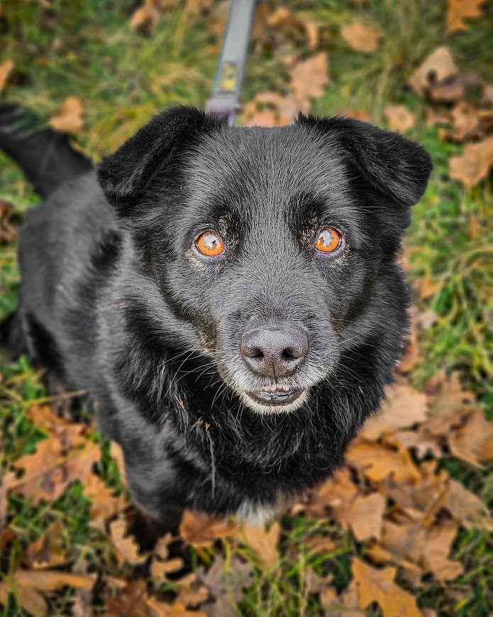 Malutki, młody, cały czarny BILBO pilnie szuka kochającego domu! :) Rembertów - zdjęcie 6