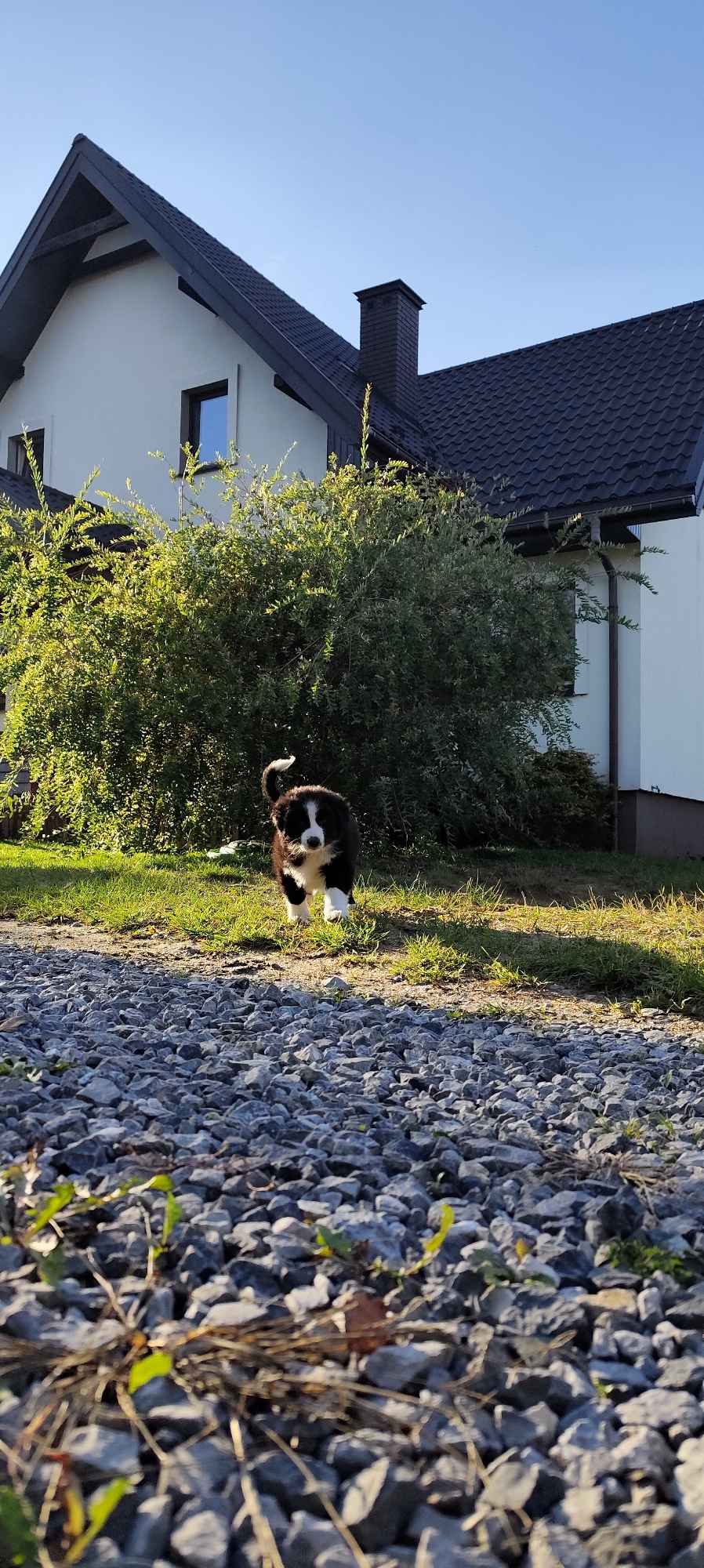 BORDER COLLIE Radom - zdjęcie 6