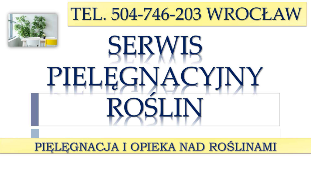 Opieka nad roślinami w biurze, Wrocław, tel 504-746-203, cennik usługi Psie Pole - zdjęcie 5