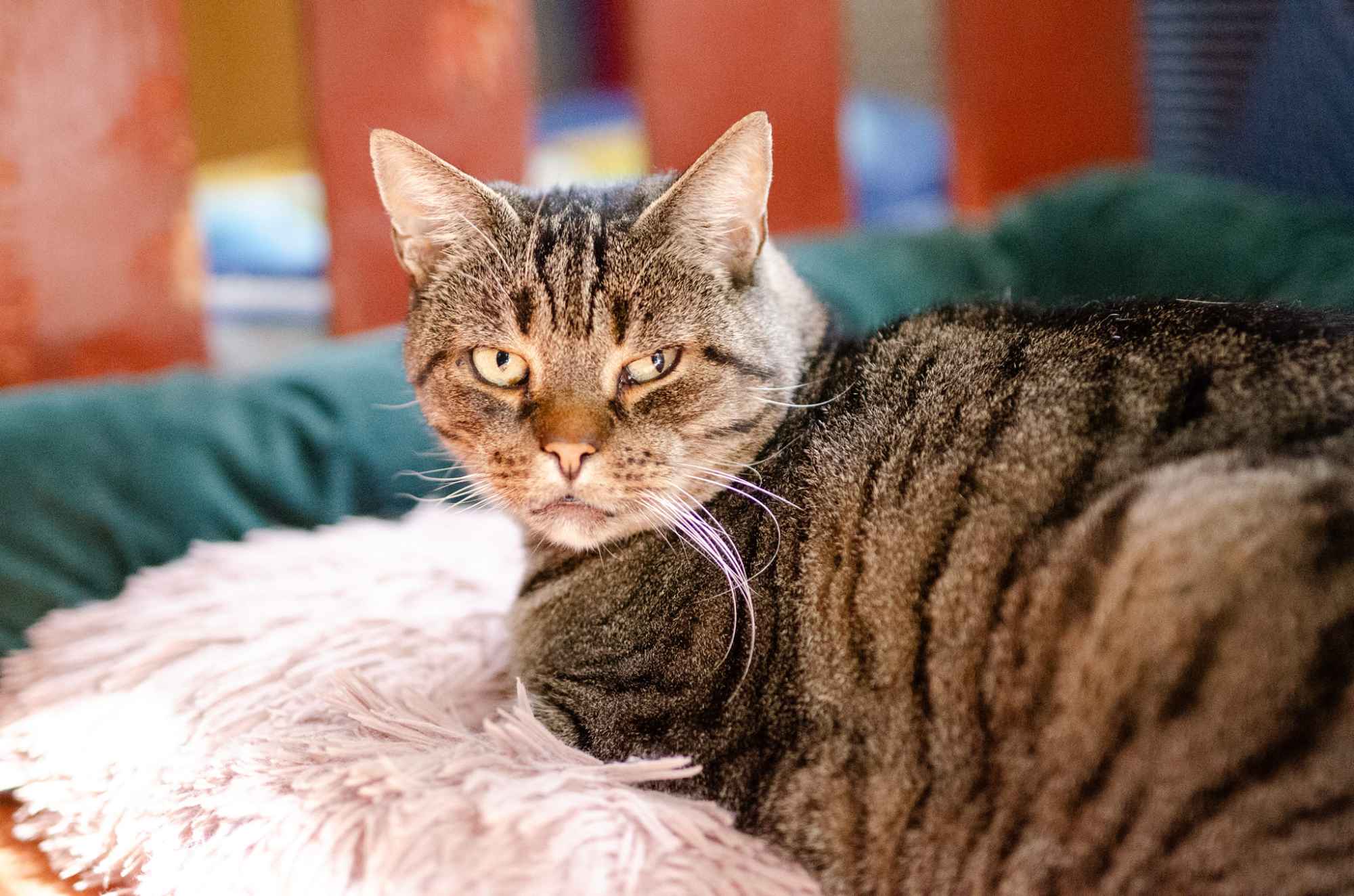 Cudowny Ramzes bez szans na dom...POMOCY! Olsztyn - zdjęcie 2