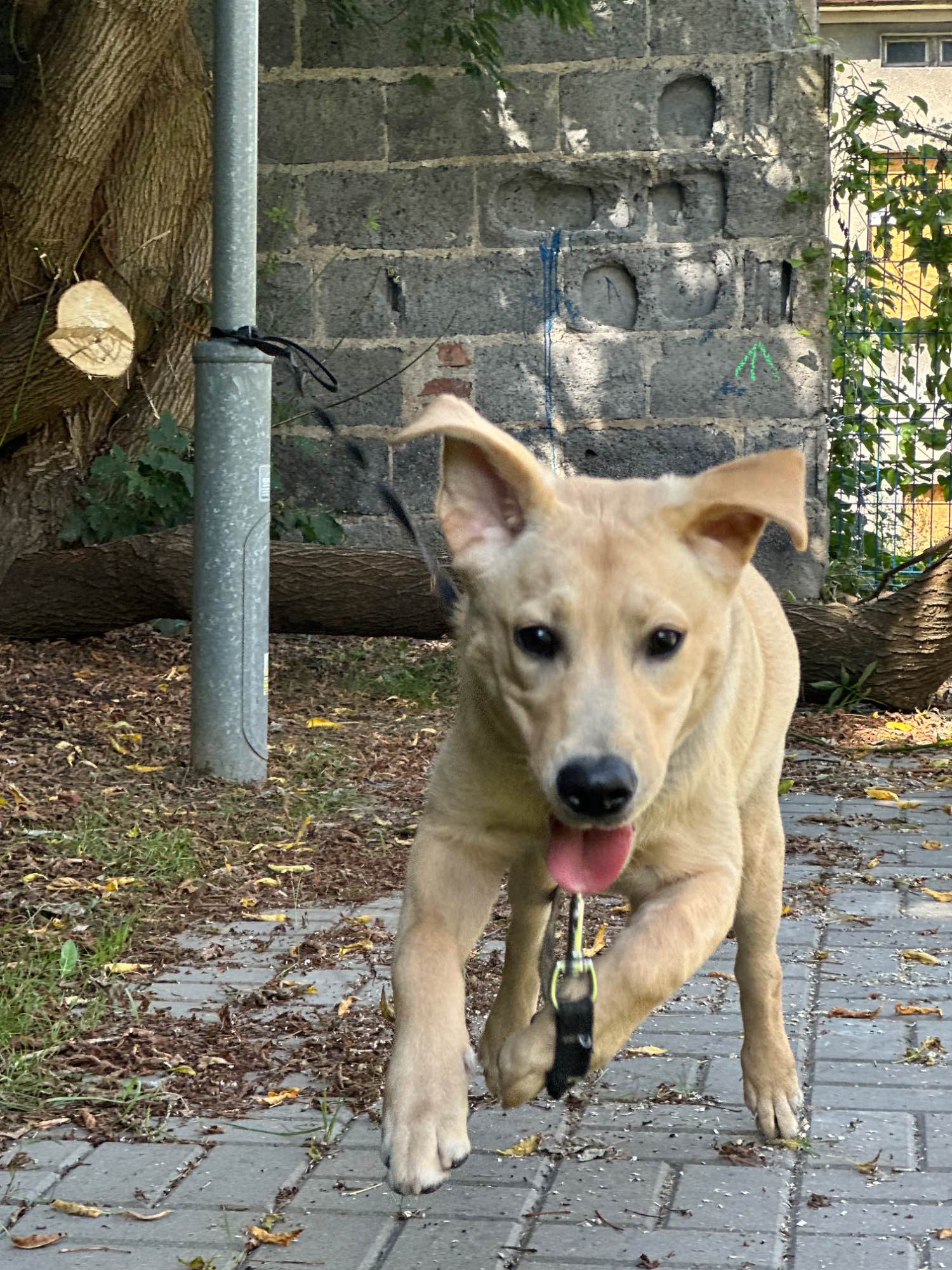 Oddam labradora szczenię 5 miesięcy Swarzędz - zdjęcie 3