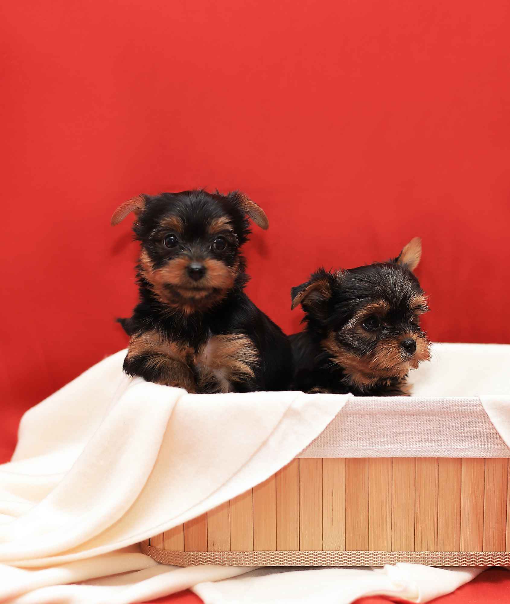 Alutka   sunia Yorkshire Terrier Oława - zdjęcie 8