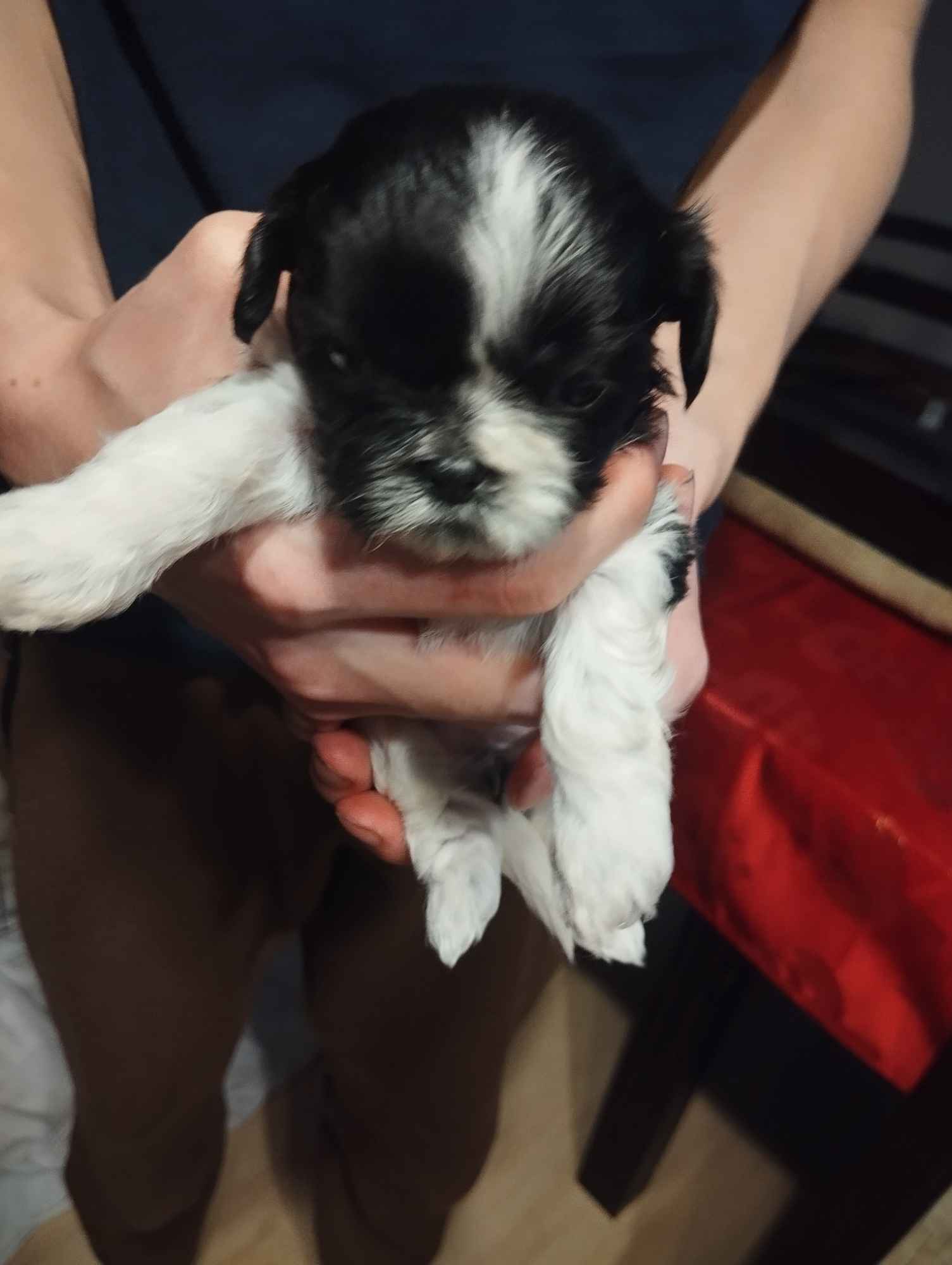 Shih tzu Grąbków - zdjęcie 1