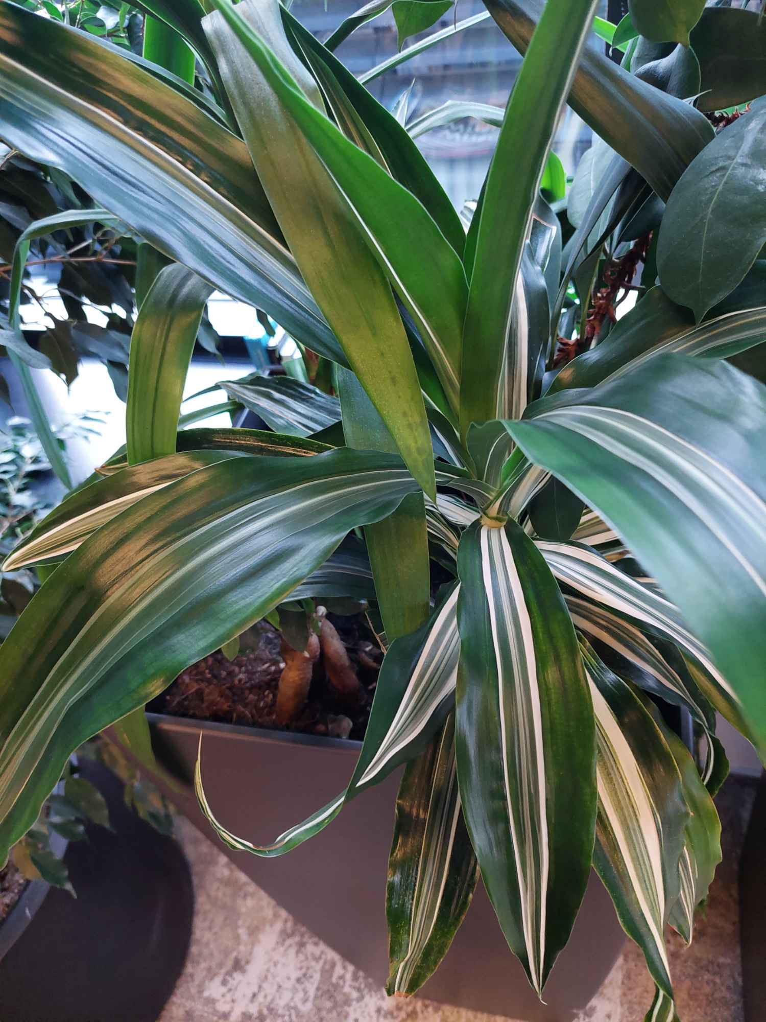 Zielona Dusza Stare Miasto - zdjęcie 3