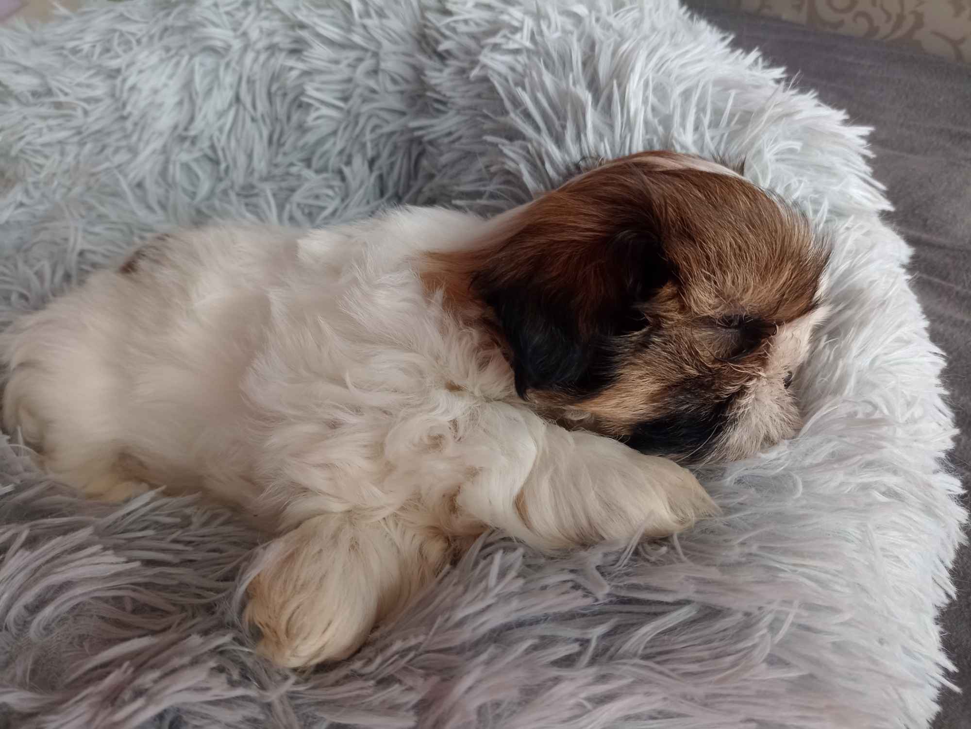 Dwie sunie shih tzu Klucze - zdjęcie 5