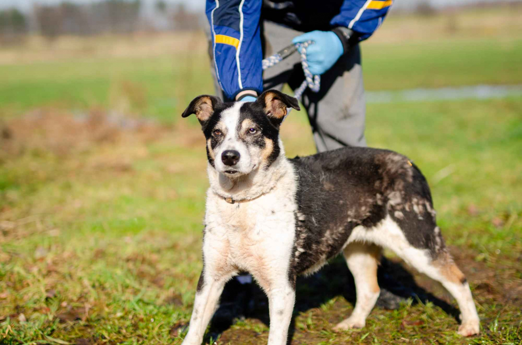 Łagodna, wesoła, grzeczna Pepsi całe życie w schronisku Olsztyn - zdjęcie 6
