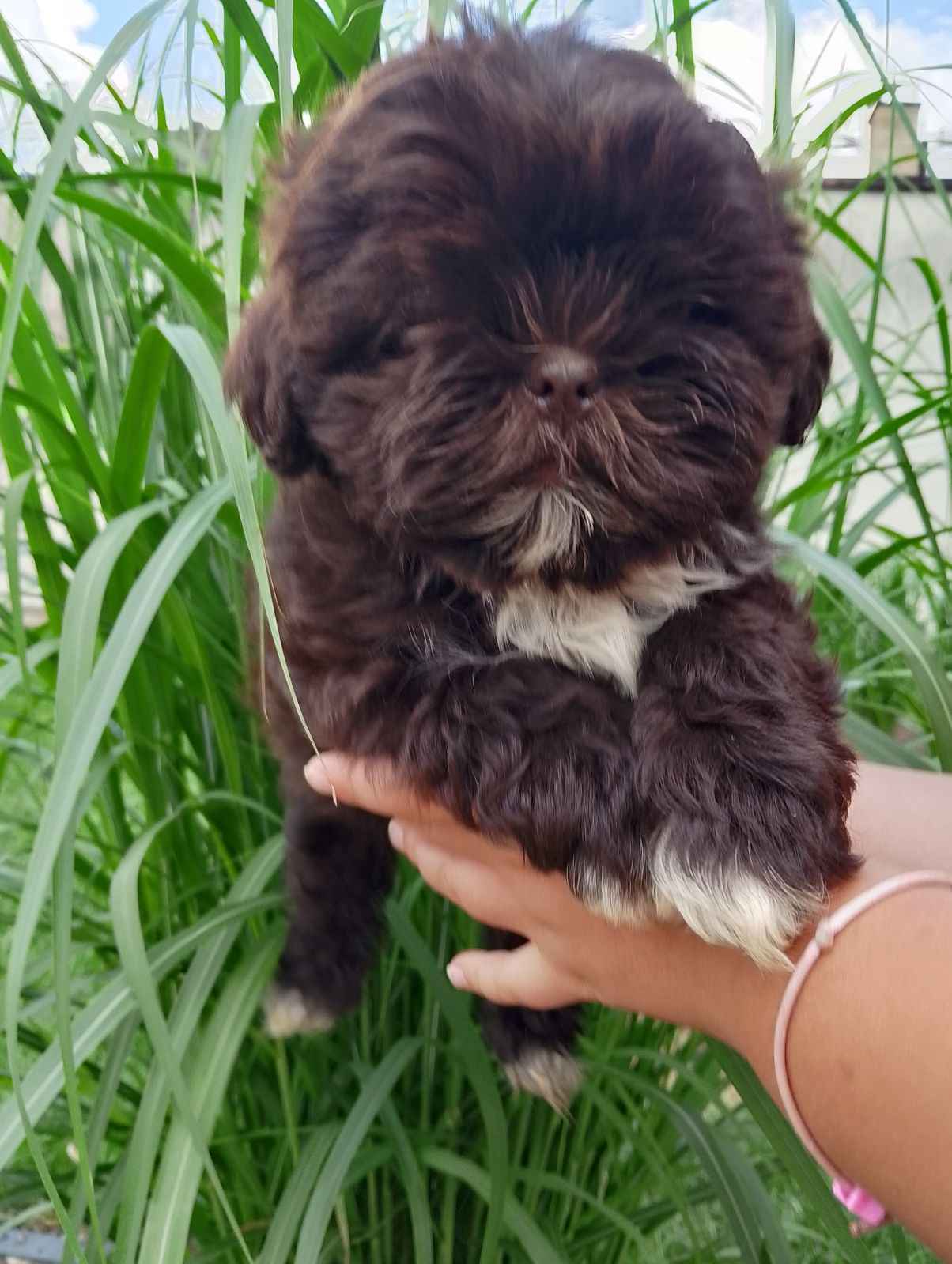 Shih Tzu gotowe do odbioru Zawisna - zdjęcie 1