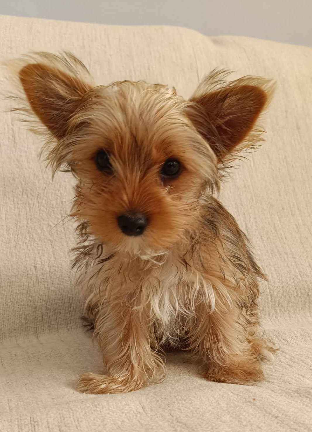 Sprzedam Yorkshire Terrier Biewer Miechów - zdjęcie 1