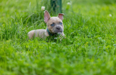 American Bully pocket Limanowa - zdjęcie 4