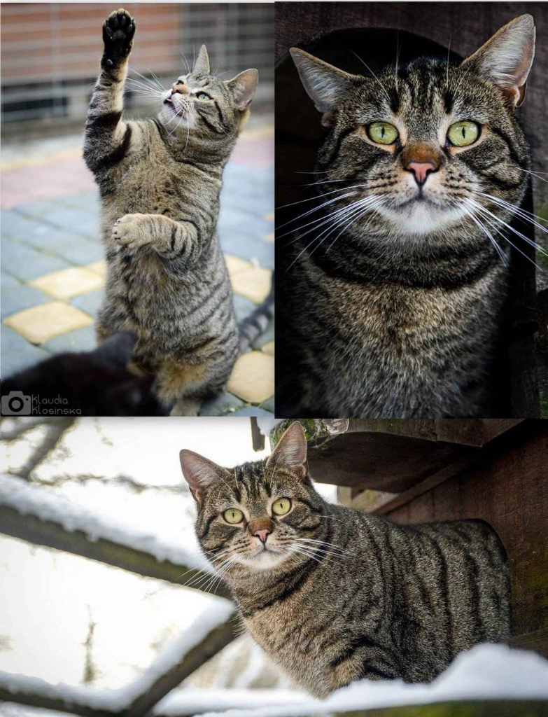 Cudowny Ramzes bez szans na dom...POMOCY! Olsztyn - zdjęcie 1