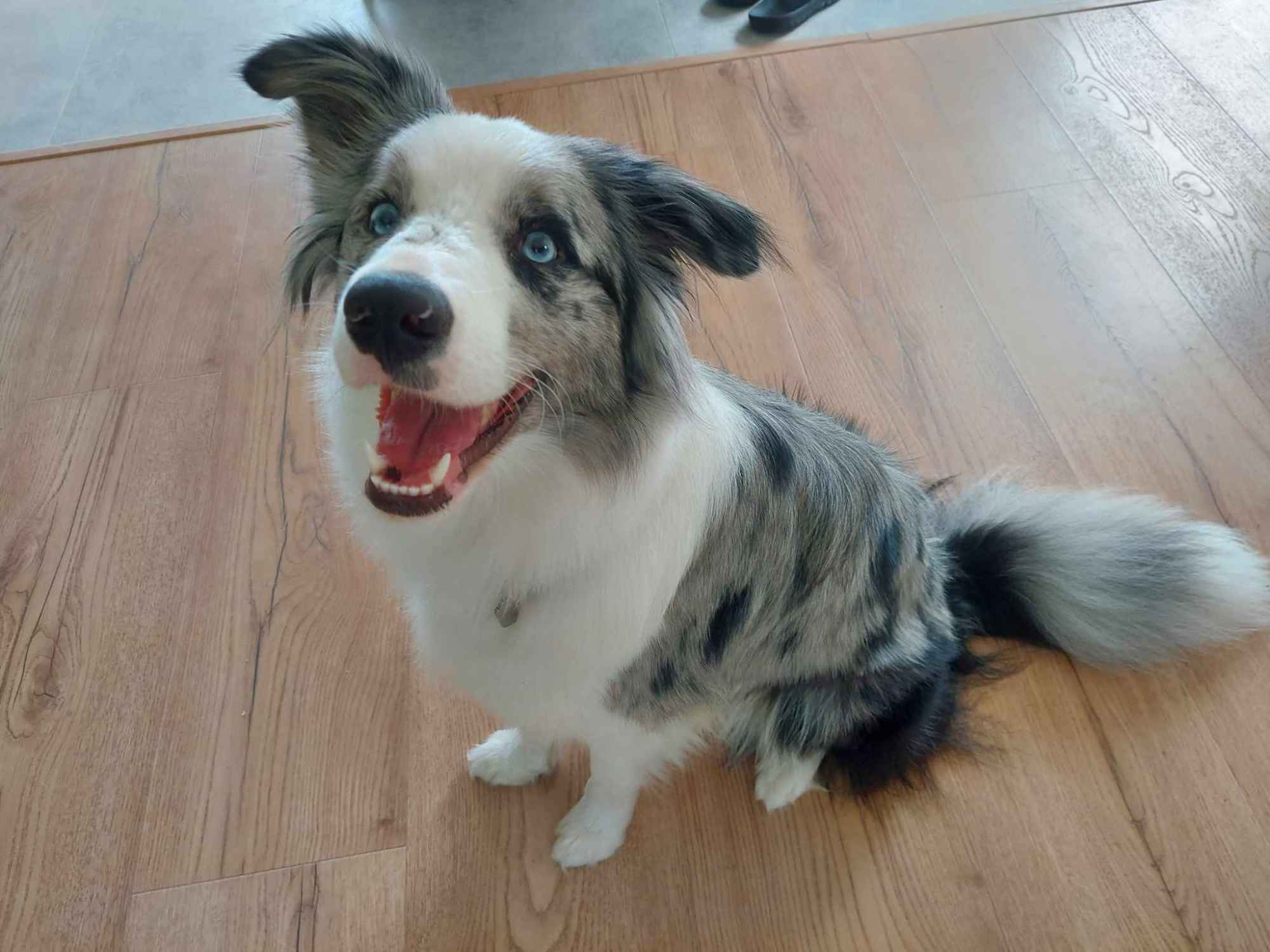 Border Collie / Blue merle / Typ Show / samiec / FCI / ZKwP Lisia Góra - zdjęcie 2