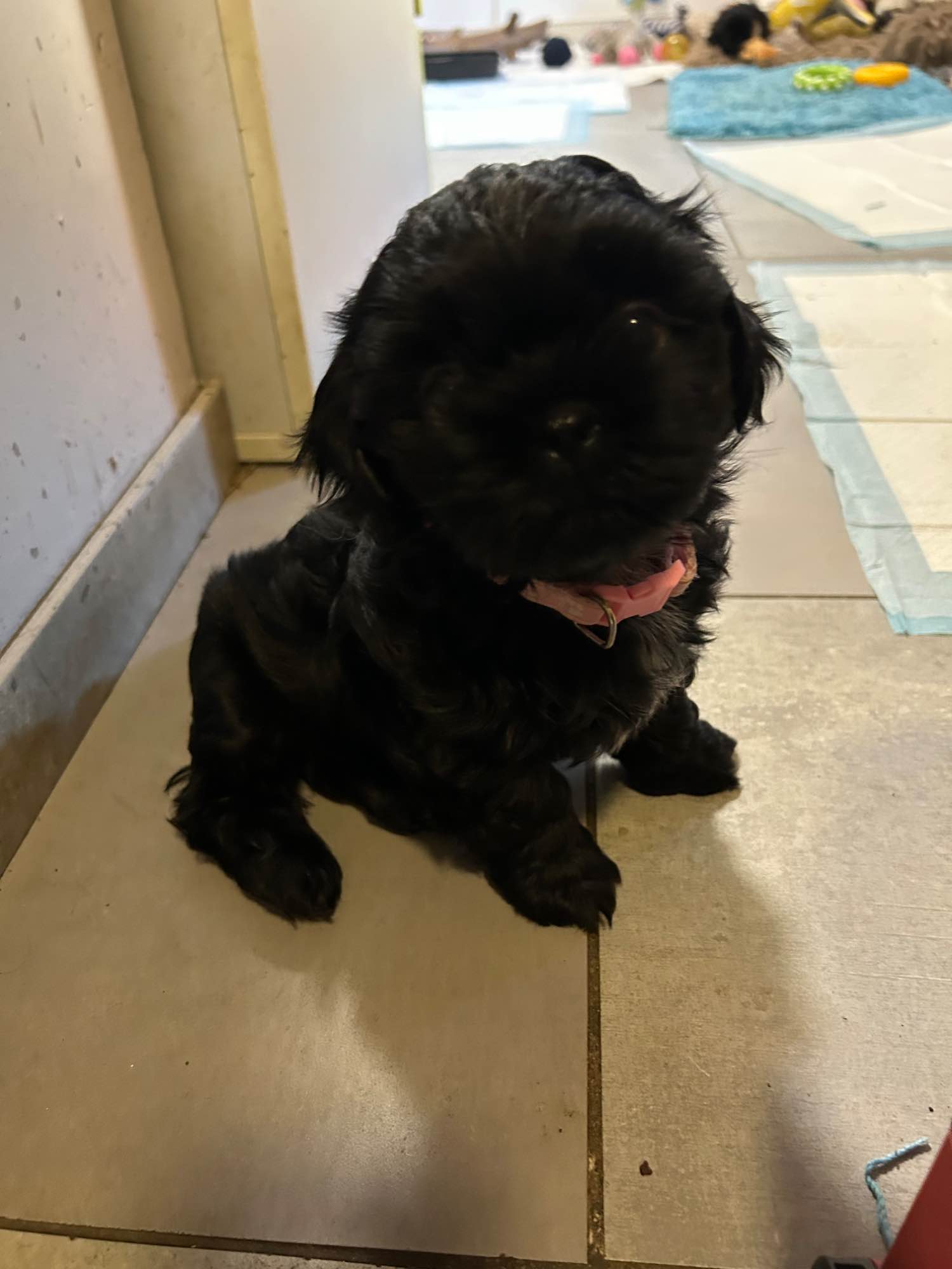 Szczeniak shihtzu Krzyki - zdjęcie 3