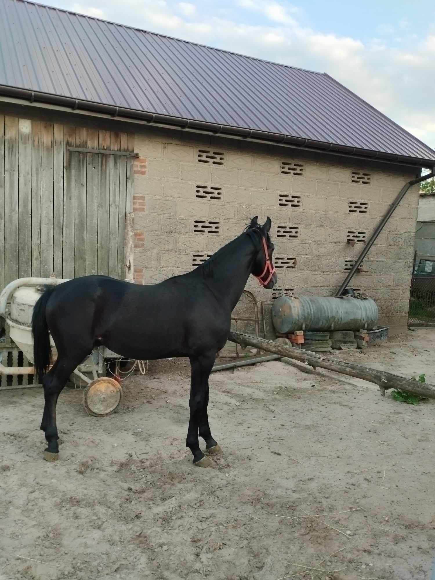 Sprzedam rocznego ogierka maści siwej Malanów - zdjęcie 4