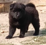 Dužy czarny szpic polecam rodowodowe ( pedigree FCI) szczenięta CZ Chałupki - zdjęcie 3