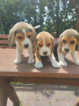 Beagle Busko-Zdrój - zdjęcie 3