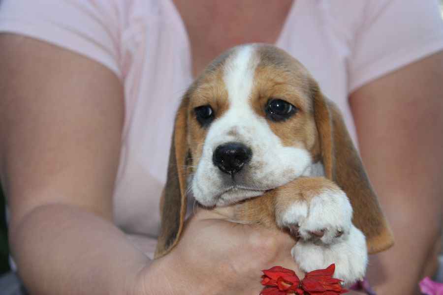 Beagle szczeniaczki ZKwP FCI po Championach Aleksandria - zdjęcie 8