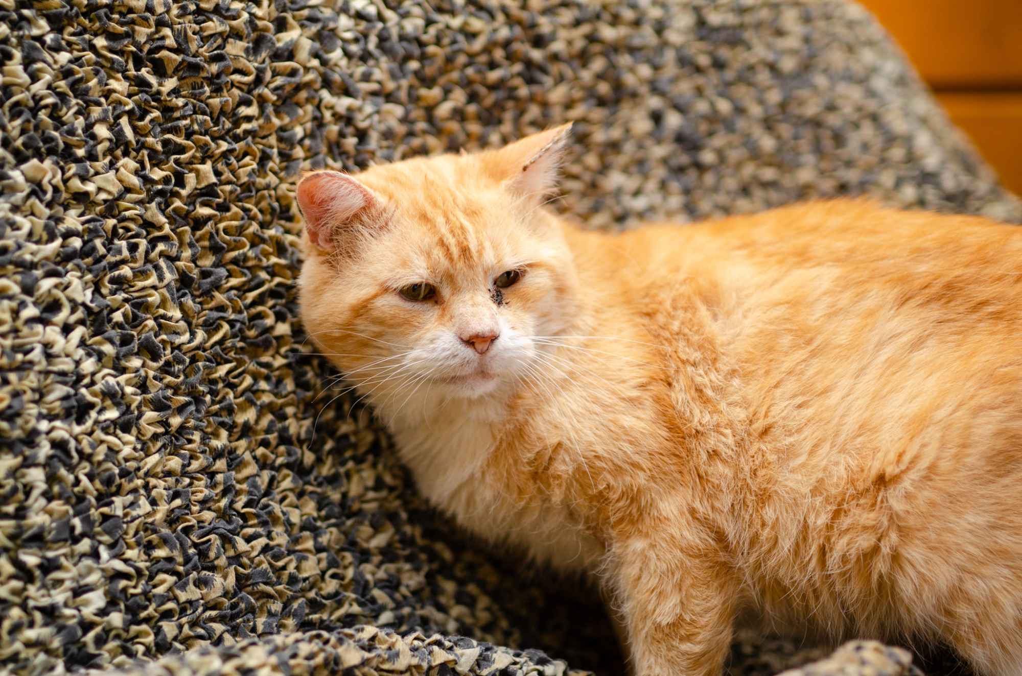 Garfield - rozmruczany przytulas szuka domu! Olsztyn - zdjęcie 2