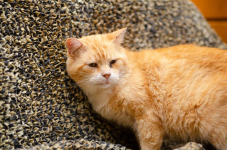 Garfield - rozmruczany przytulas szuka domu! Olsztyn - zdjęcie 2