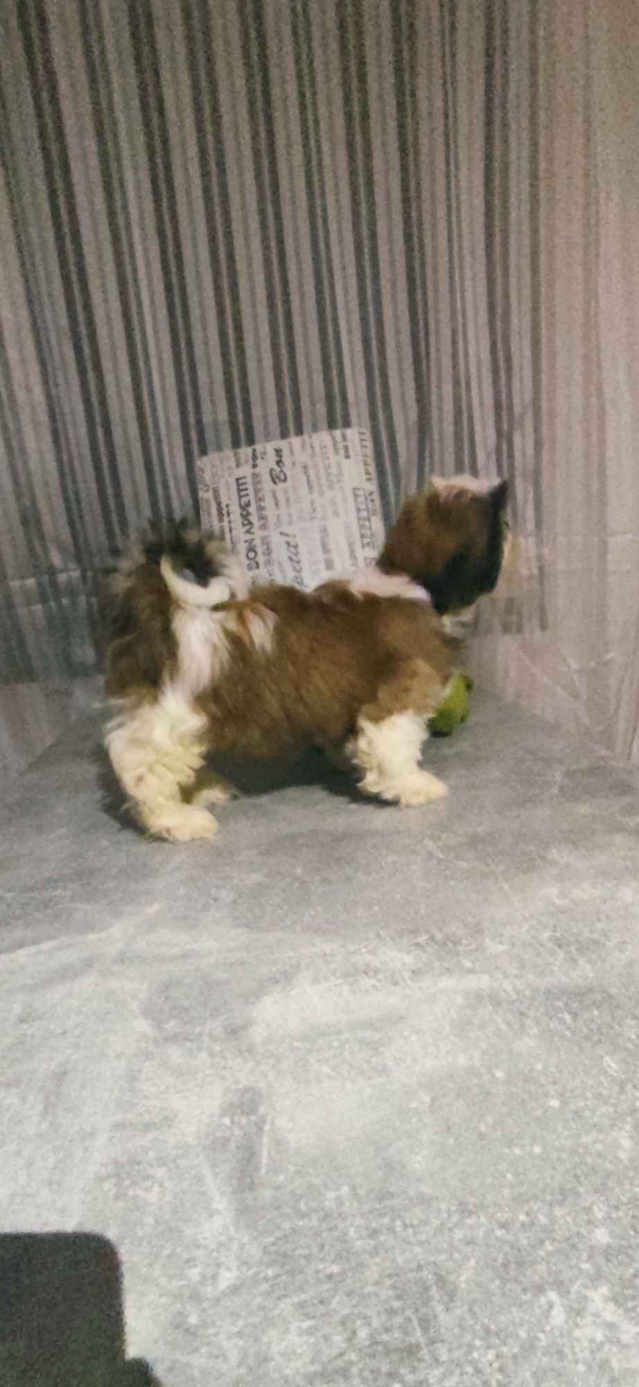 Shih TZU FCI ZKwP Tuchów - zdjęcie 4