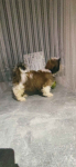 Shih TZU FCI ZKwP Tuchów - zdjęcie 4