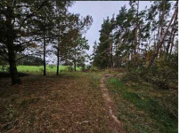 nieruchomość gruntowa niezabudowana, stanowiąca grunt leśny Stare Miasto - zdjęcie 4