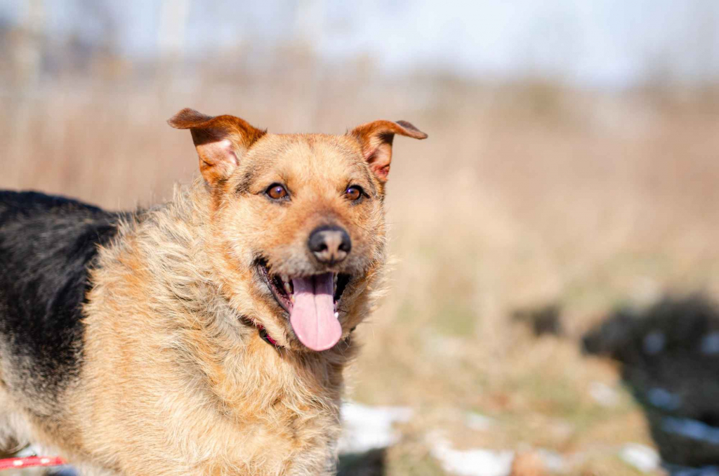 Kufel - fantastyczny, wesoły psiak szuka domu! Olsztyn - zdjęcie 4