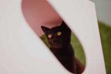 Koks - roczny, cudowny kociak szuka domu! Olsztyn - zdjęcie 4