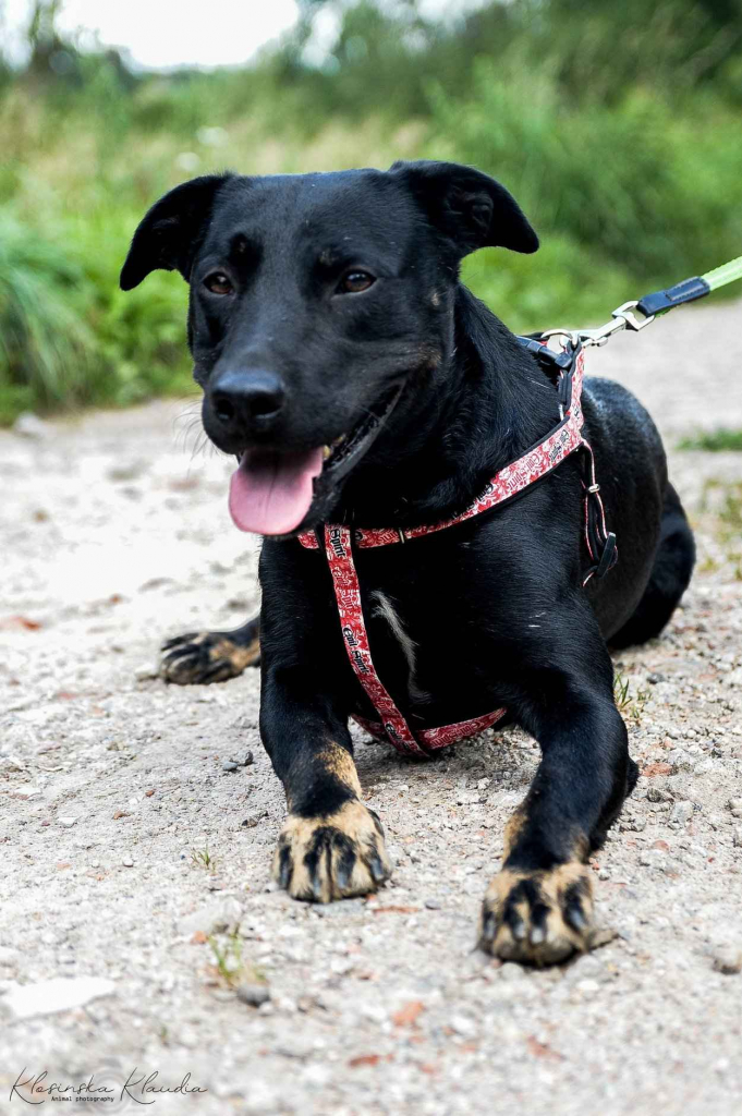 Bambo - wesoły, pełen życia, grzeczny psiak! Olsztyn - zdjęcie 4