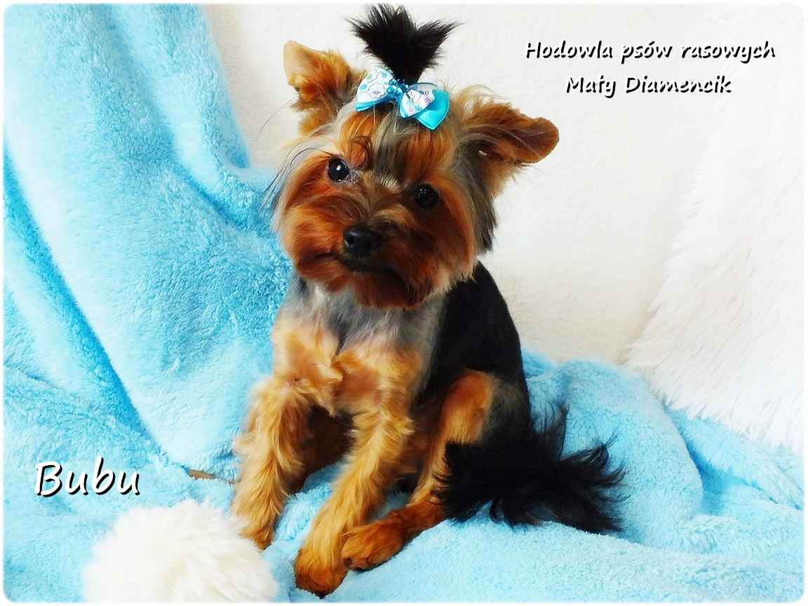 ULTRA Mini XXS! Yorkshire Terrier York 6-mcy malutki chłopczyk Bubu Żary - zdjęcie 3