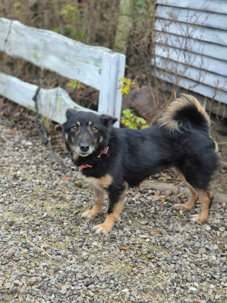 Józia - nakolankowa, wesoła sunia szuka domu! Olsztyn - zdjęcie 2