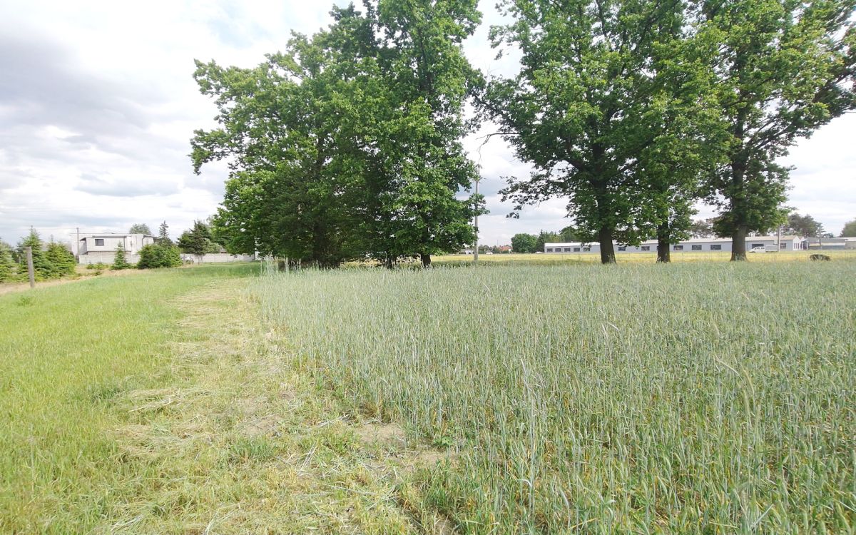 Działka z WZ blisko Nowego Tomyśla. Glinno - zdjęcie 8