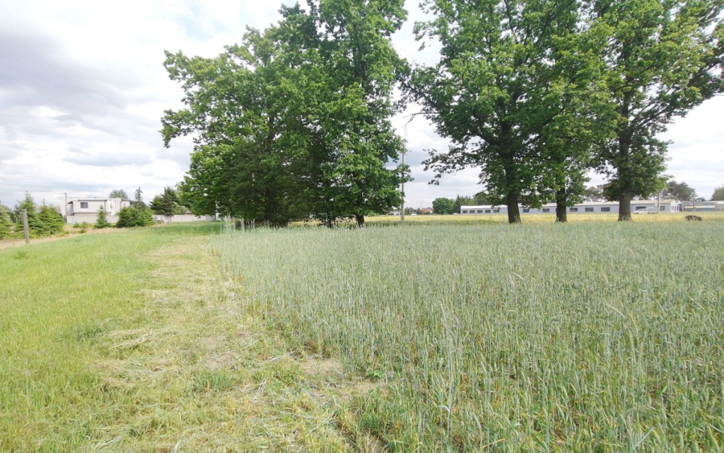 Działka z WZ blisko Nowego Tomyśla. Glinno - zdjęcie 8