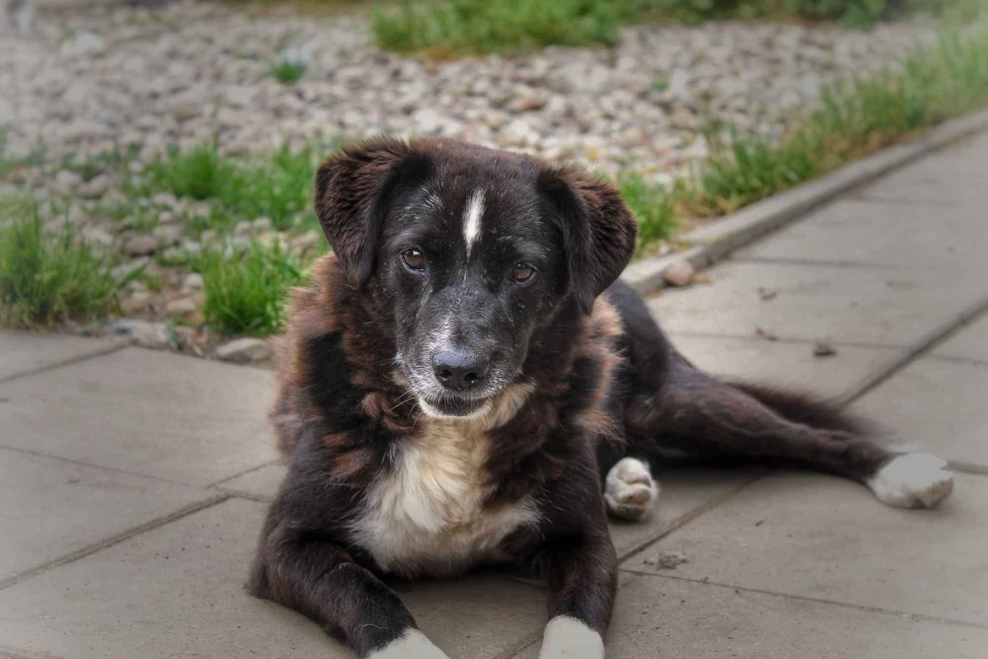 Wania - cudowny, ciepły, kochany psiak! Olsztyn - zdjęcie 4