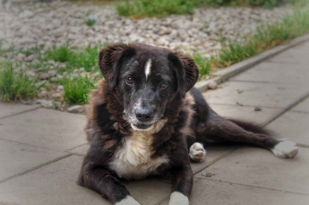 Wania - cudowny, ciepły, kochany psiak! Olsztyn - zdjęcie 4