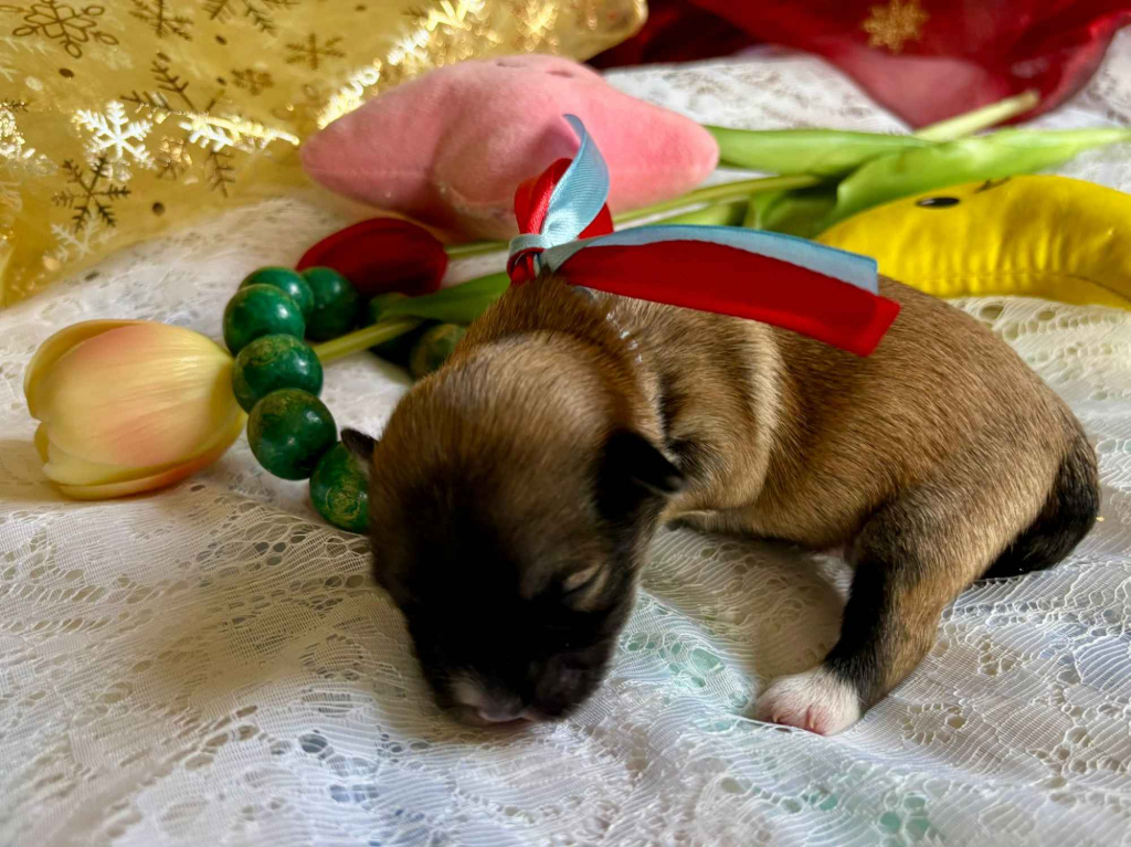 Hawańczyk – bajecznie wykolorowany szczeniak po Championce Pogórze - zdjęcie 10