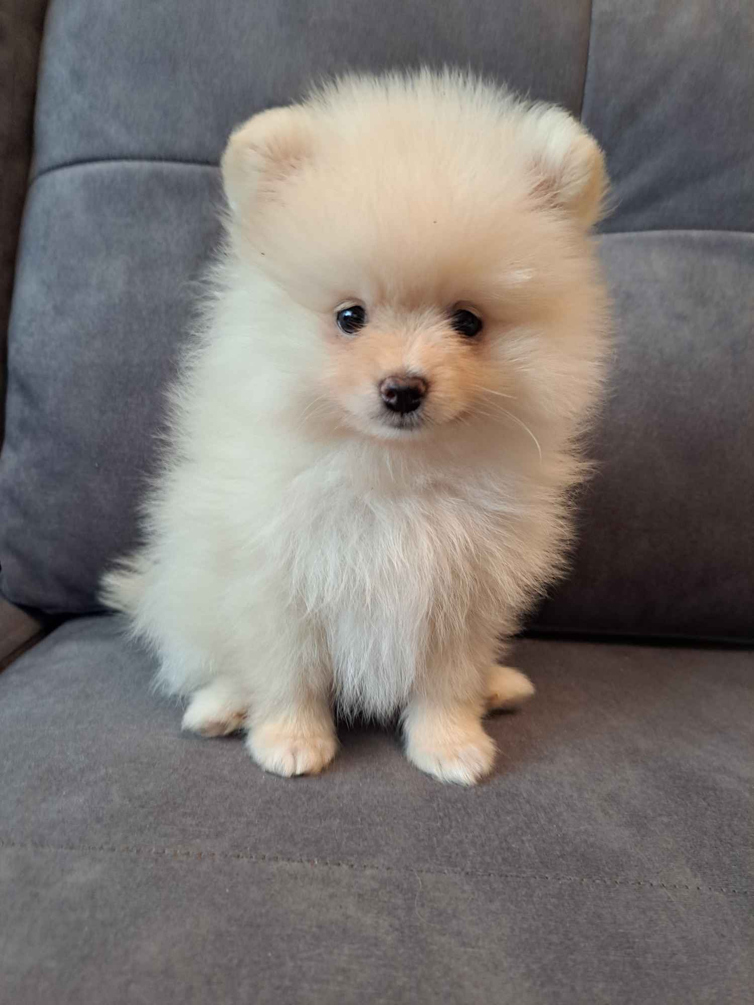 Szpic miniaturowy pomeranian Zielona Góra - zdjęcie 2