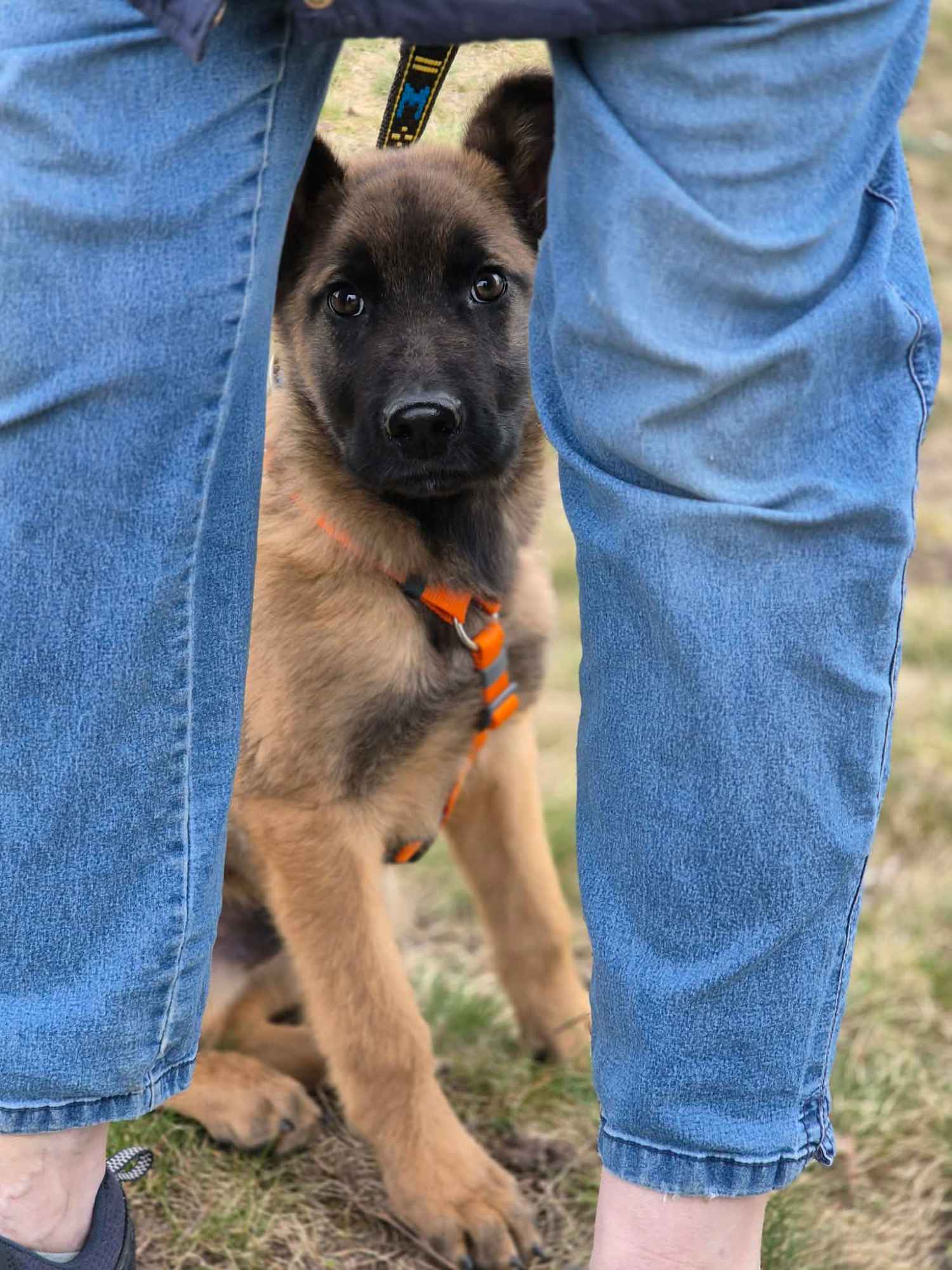 Morusek - delikatny, 4 miesięczny SZCZENIAK szuka domu Olsztyn - zdjęcie 5