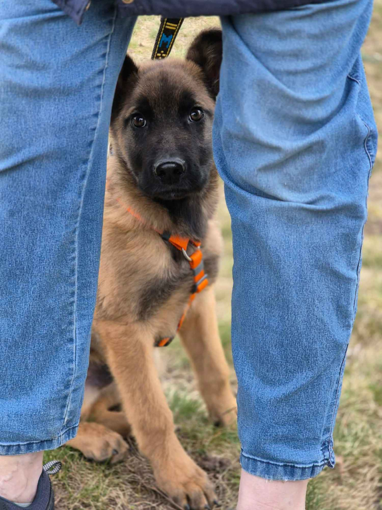 Morusek - delikatny, 4 miesięczny SZCZENIAK szuka domu Olsztyn - zdjęcie 5