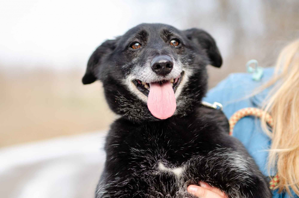Patyk - wesoły, mały psiak szuka domu! Olsztyn - zdjęcie 1