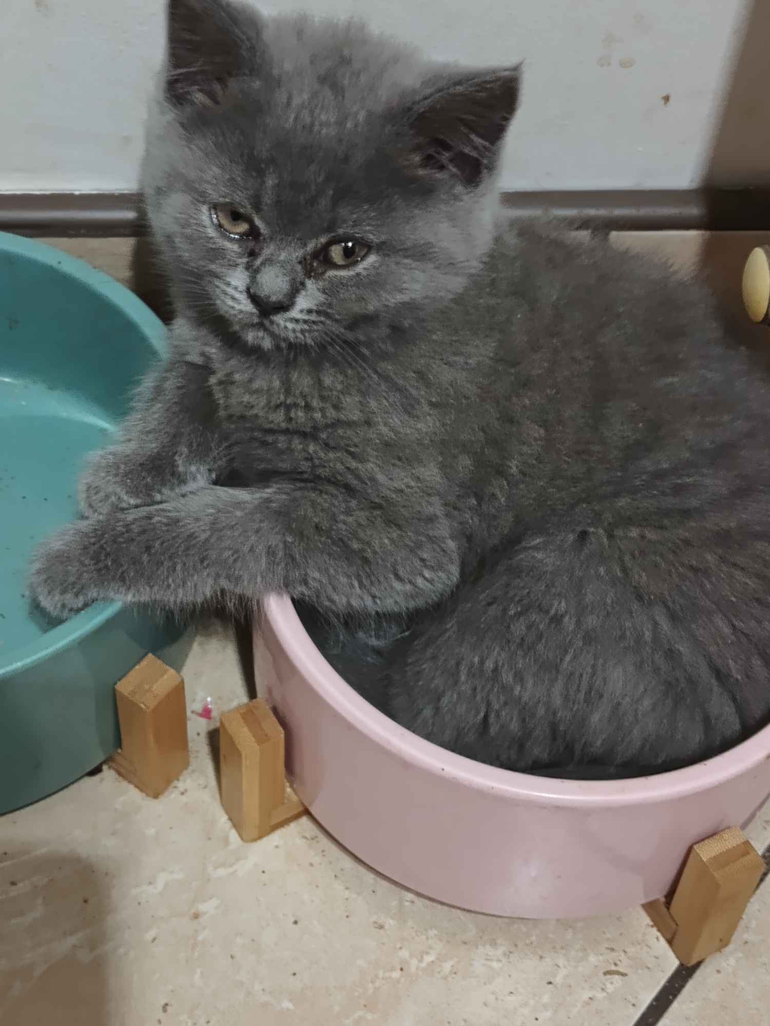 Kotki brytyjskie już do odbioru Ćmielów - zdjęcie 3