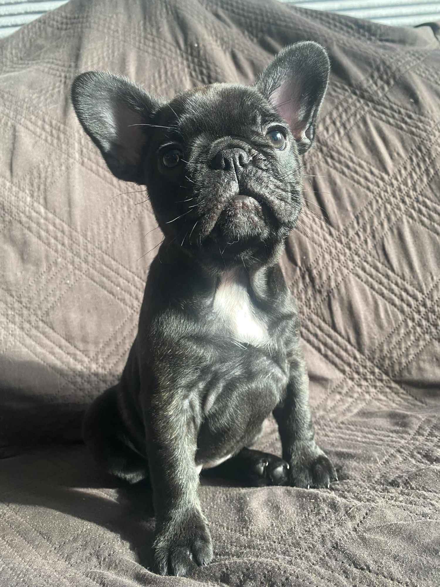 Buldog Francuski Celestynów - zdjęcie 7