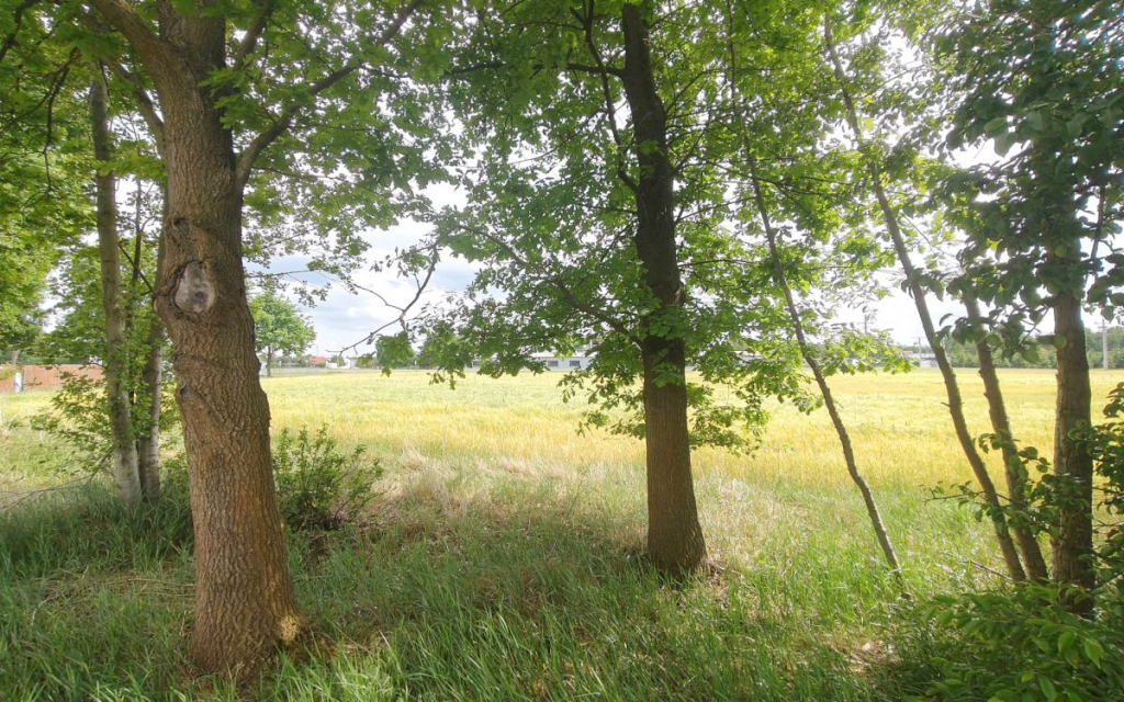 Działka z WZ blisko Nowego Tomyśla. Glinno - zdjęcie 2