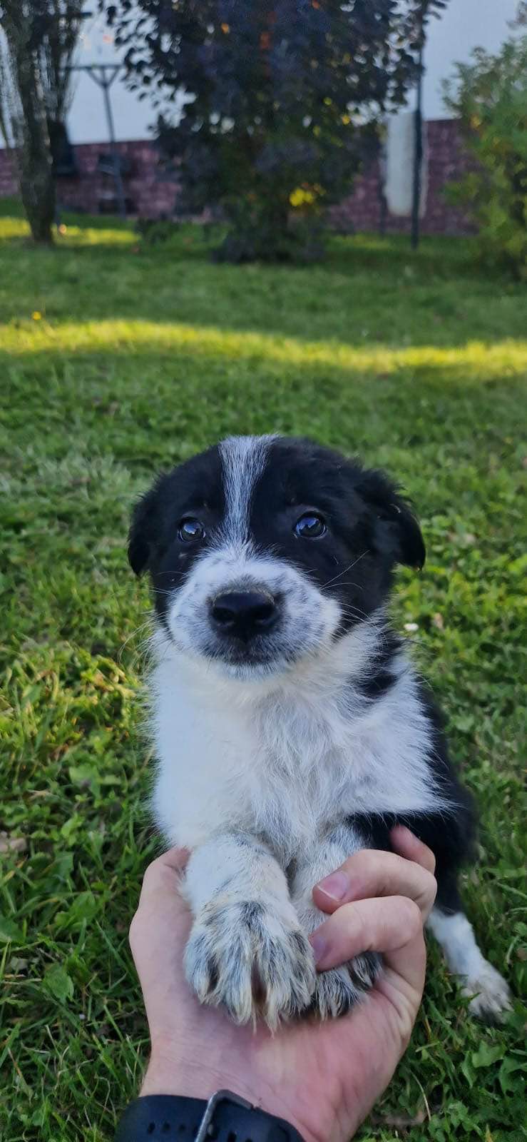 Pieski border collie Nowy Sącz - zdjęcie 10