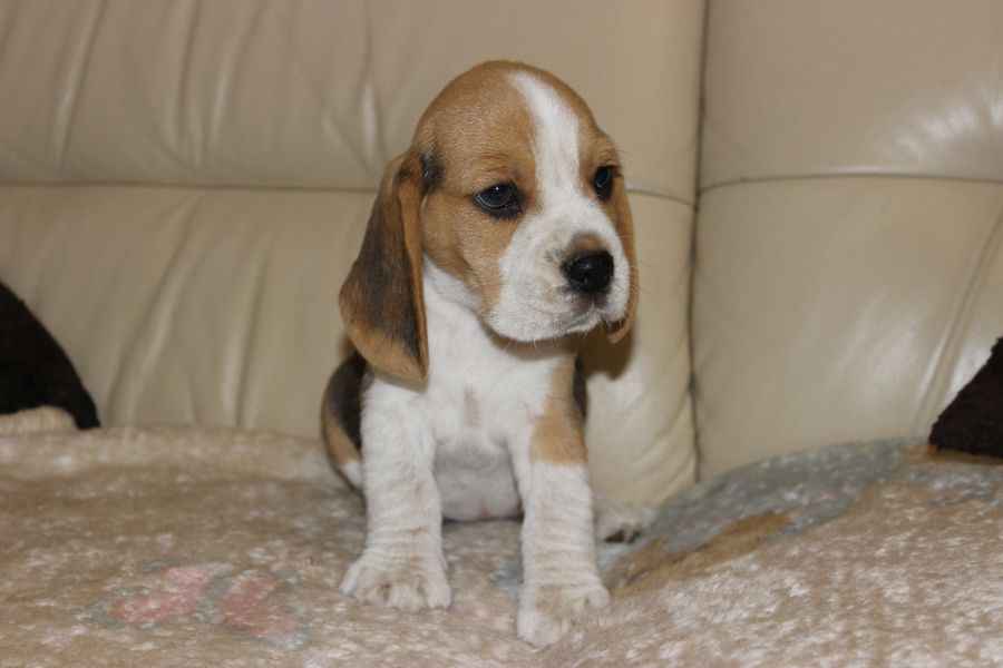 Kawaler Beagle ZKwP (FCI) po Championie Polski Aleksandria - zdjęcie 4