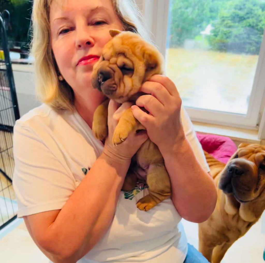 Na sprzedaż szczeniaki rasy Shar pei po utytułowanych rodzicach Banino - zdjęcie 4