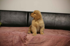 GOLDEN RETRIEVER- typ amerykański, złote szczenięta, ZKwP Psie Pole - zdjęcie 8