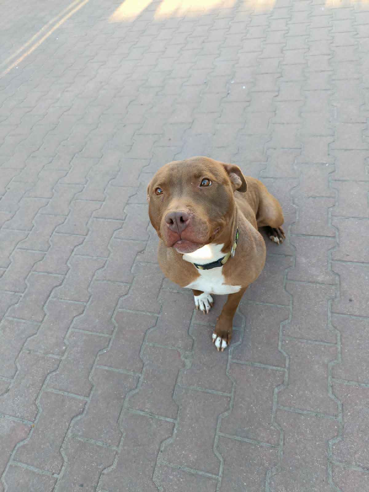 Megi - wyjątkowa sunia w typie pitbulla szuka domu! Olsztyn - zdjęcie 4