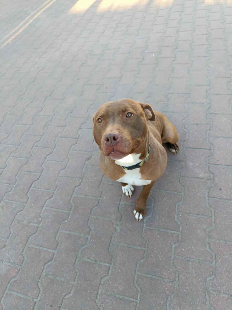 Megi - wyjątkowa sunia w typie pitbulla szuka domu! Olsztyn - zdjęcie 4