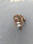 Megi - wyjątkowa sunia w typie pitbulla szuka domu! Olsztyn - zdjęcie 4